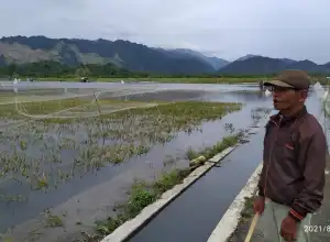 30 Haktare Sawah Terancam Gagal Panen di Aceh Besar