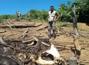Tiga Harimau Ditemukan Mati di KEL