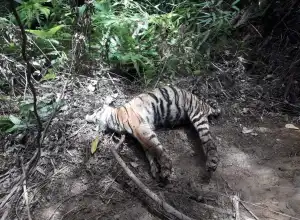 Kasus Kematian Harimau Diracun di Aceh Selatan Tahun 2020 Sempat Mandek