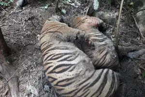 Hasil Olah TKP Sementara, 3 Harimau Mati Akibat Infeksi Luka Terkena Jerat