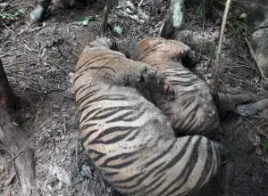 Hasil Olah TKP Sementara, 3 Harimau Mati Akibat Infeksi Luka Terkena Jerat