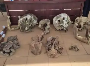 Jaksa Telah Terima Berkas Kasus Pembunuhan Lima Gajah di Aceh Jaya