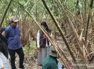 Salak Pondoh Sabang Berpotensi Ladang Baru Ekonomi Warga