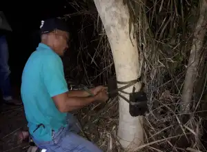 Pasang Kamera Trap, BKSDA Pantau Aktivitas Harimau di Kebun Warga