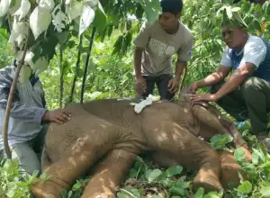 WALHI Minta Kasus Kematian Gajah Terkena Jerat Diusut