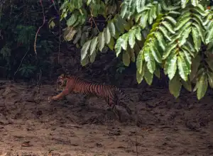 Harimau yang Sempat Berkeliaran di Aceh Selatan Kembali Dilepasliarkan