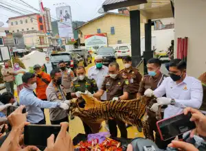 Kejari Aceh Tengah Musnahkah Barang Bukti Kulit Harimau