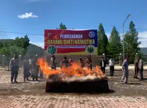 158 Kilogram Ganja Hasil Penangkapan Dimusnahkan Polres Gayo Lues