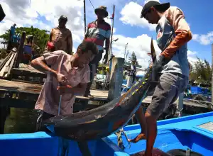 Potensi Perikanan Simeulue Capai 74 Ribu Ton per Tahun