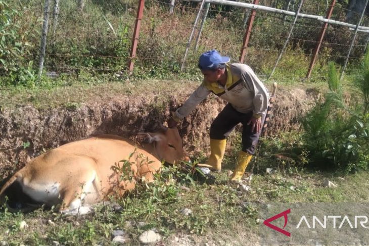 Sapi di Galus Mati Mendadak
