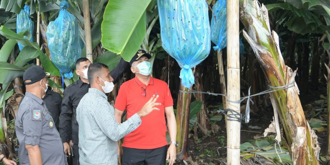 Gubernur Tinjau Lokasi Pisang Cavendis di Bener Meriah