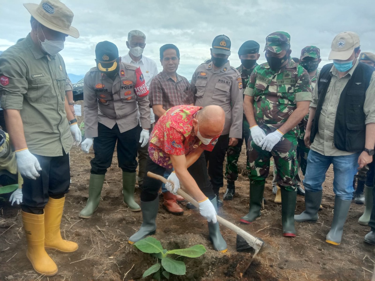 Teten Masduki Tanam Pisang Cavendish di Bener Meriah