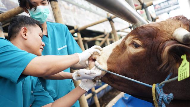 Antisipasi Virus PMK, Dinas Terkait Cek Kesehatan Hewan Kurban