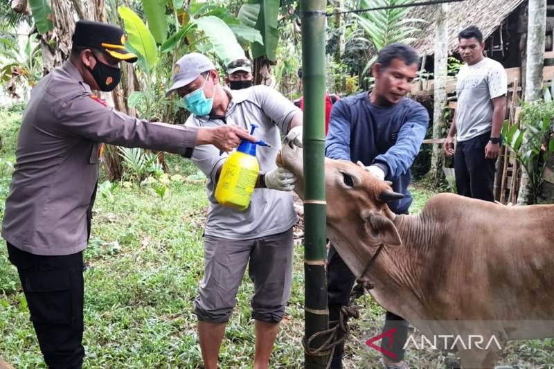 1.024 Ekor Ternak di Aceh Barat Terjangkit PMK