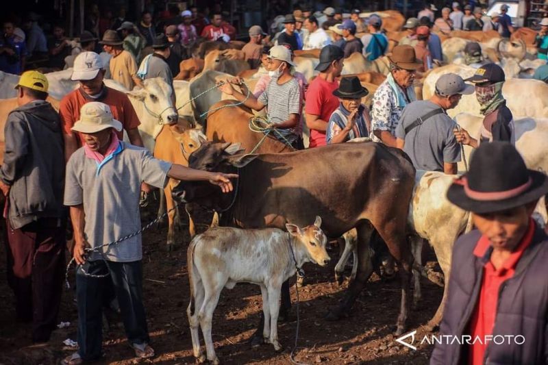 Mushala di Bukittinggi Gagal Kurban karena Ditipu Penjual Ternak