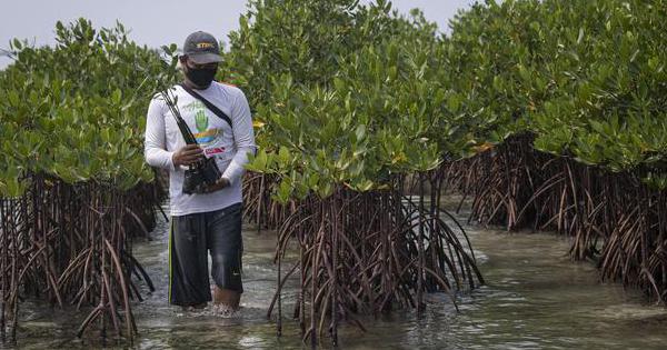 Sulbar Siapkan 125 Hektare Lahan untuk Ditanami Mangrove