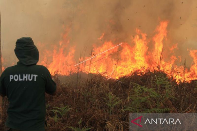 BMKG Ingatkan Potensi Kebakaran Lahan di Wilayah Timur Aceh