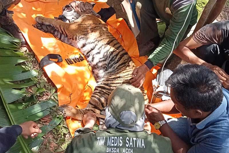 BKSDA Evakuasi Harimau Terkena Jerat di Gayo Lues