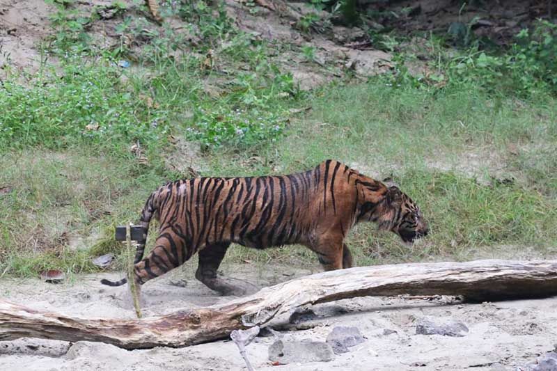BKSDA Lepasliarkan Harimau Lhokbe ke Taman Nasional Gunung Leuser
