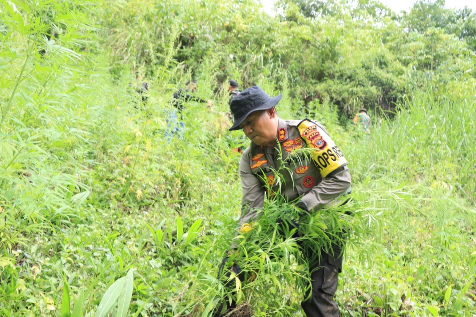 TNI-Polri di Pidie Musnahkan Dua Hektare Ladang Ganja, Satu Pemilik Ditangkap