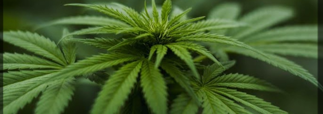 DPR Aceh Wacanakan Qanun Legalisasi Ganja Medis