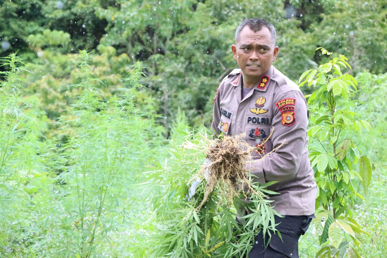 Polisi Musnahkan 3 Ribu Bantang Ganja Siap Panen di Aceh Besar
