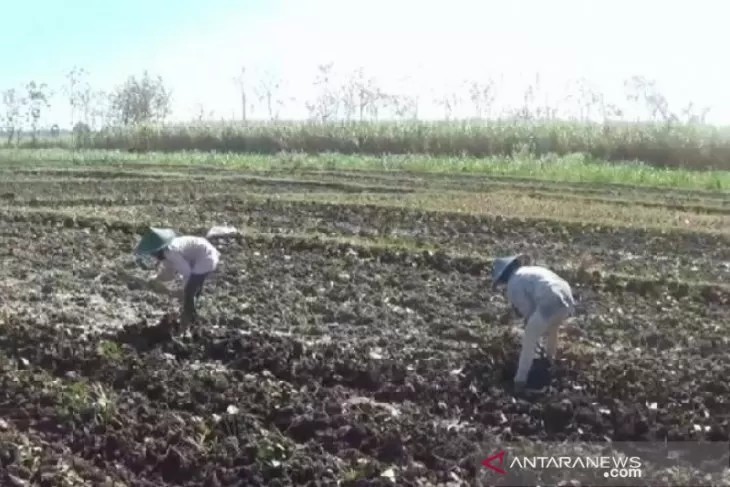 Distanbunak Aceh Tamiang Manfaatkan Lahan Tidur untuk Kembangkan Lahan Pangan