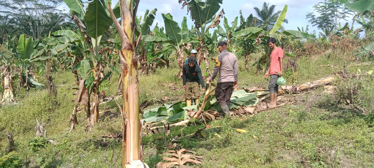 Kawanan Gajah Obrak-Abrik Kebun Warga di Pedalaman Aceh Timur
