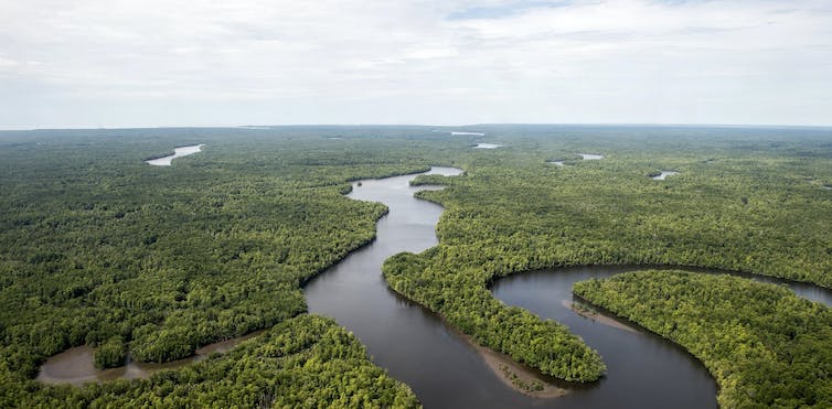 REDD+: Apa Saja yang Perlu Diperbaiki Agar Mampu Menghentikan Deforestasi di Indonesia?