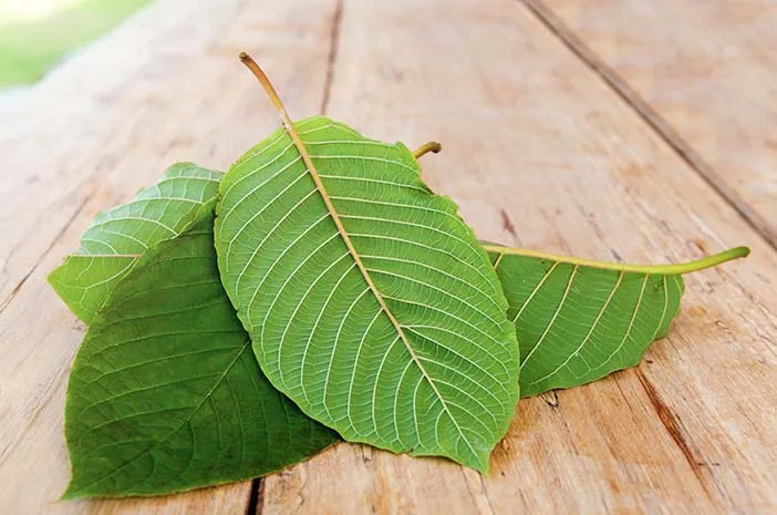 5 Manfaat Daun Kratom yang Jarang Diketahui