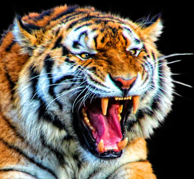 4 Warga di Aceh Selatan Diserang Harimau Sumatera