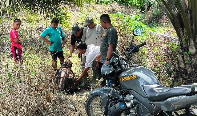Seekor Sapi Diserang Harimau di Banda Alam, Ditemukan Luka Bekas Gigitan