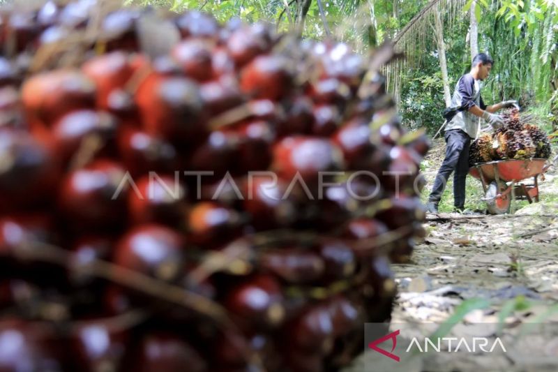 Harga TBS Kelapa Sawit di Nagan Raya Naik