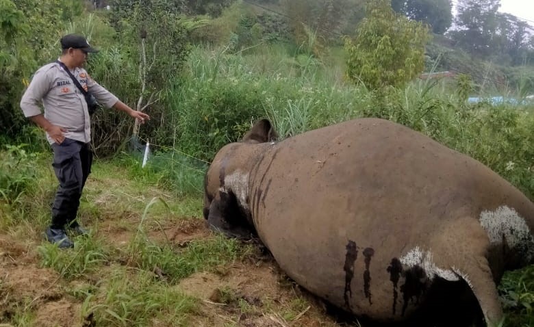 Seekor Gajah Jantan Ditemukan Mati di Aceh Utara