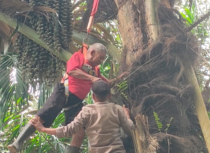 Sesak Nafas Kambuh, Pria Berusia 70 Tahun Tersangkut Di Pohon Aren