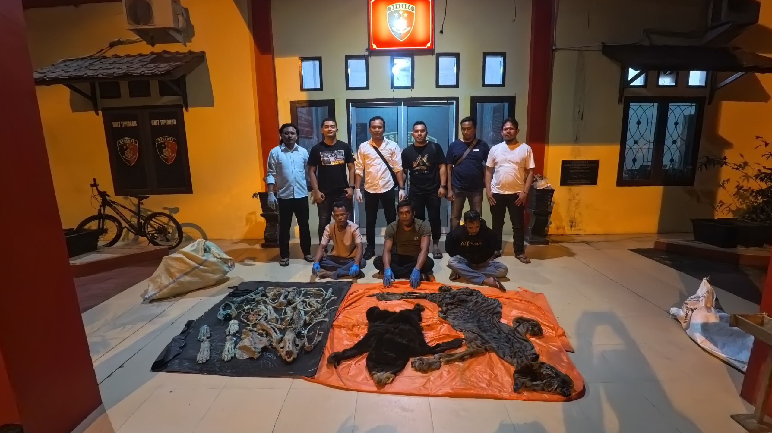 Polres Aceh Utara Tangkap Pelaku Penjual Kulit Harimau dan Beruang Madu