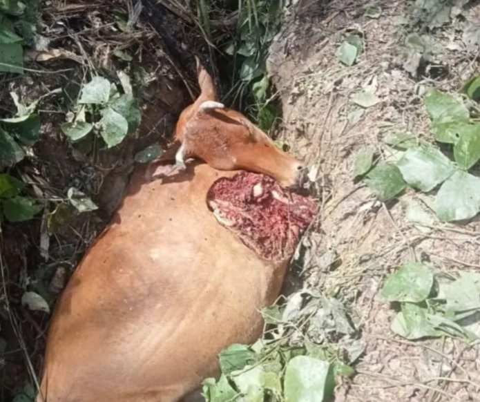 Harimau Sumatera Diduga Mangsa Dua Ekor Sapi di Aceh Timur