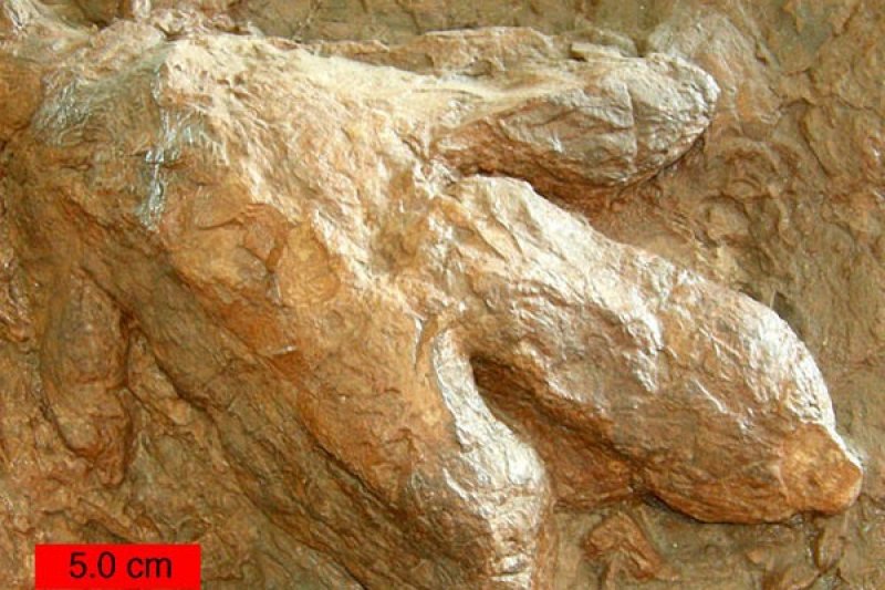 Spesies Sinosaurus Baru Ditemukan di Australia