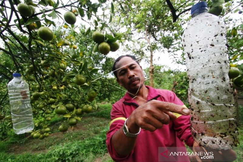 Hama Lalat Serang Empat Gampong di Aceh Barat