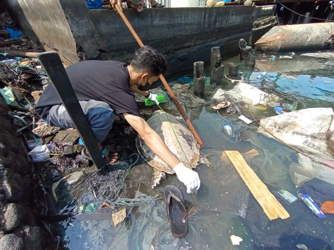 Penyu Lekang Ditemukan Mati dengan Kondisi Leher Bengkak