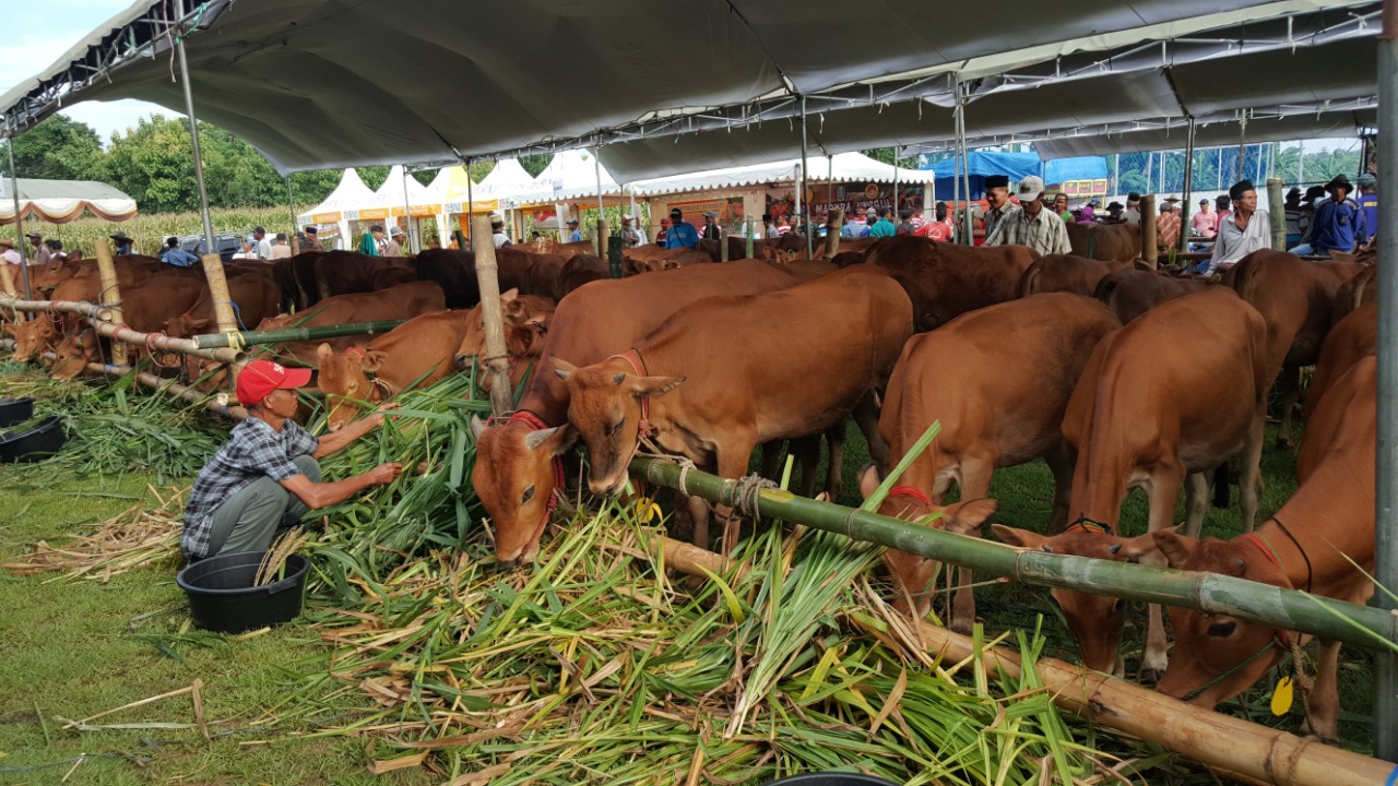 Ketersediaan Hewan Kurban di Banda Aceh Capai 1.953 Ekor