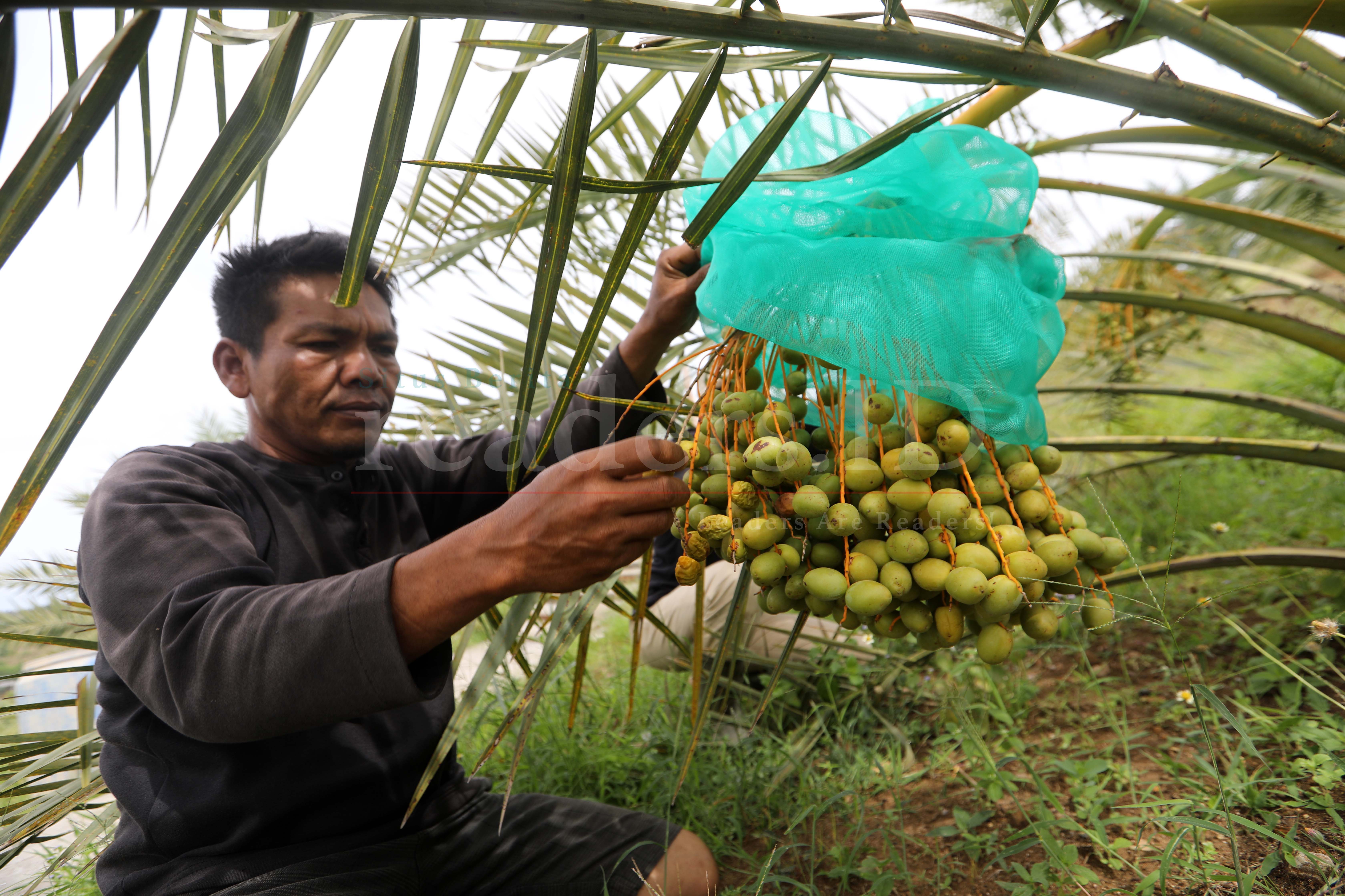 Foto Feature: Panen Kurma Untuk Konsumsi Ramadan