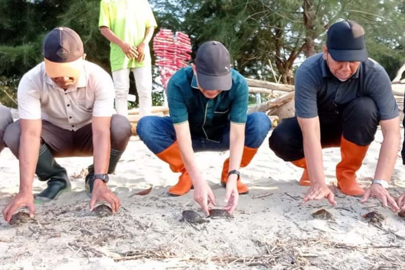 Puluhan Tukik Tuntong Laut Dilepaskan di Objek Wisata Ujung Tamiang