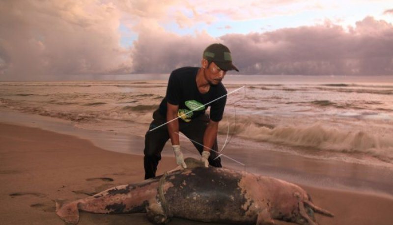 Seekor Lumba-Lumba Ditemukan Mati di Pantai Aceh Selatan