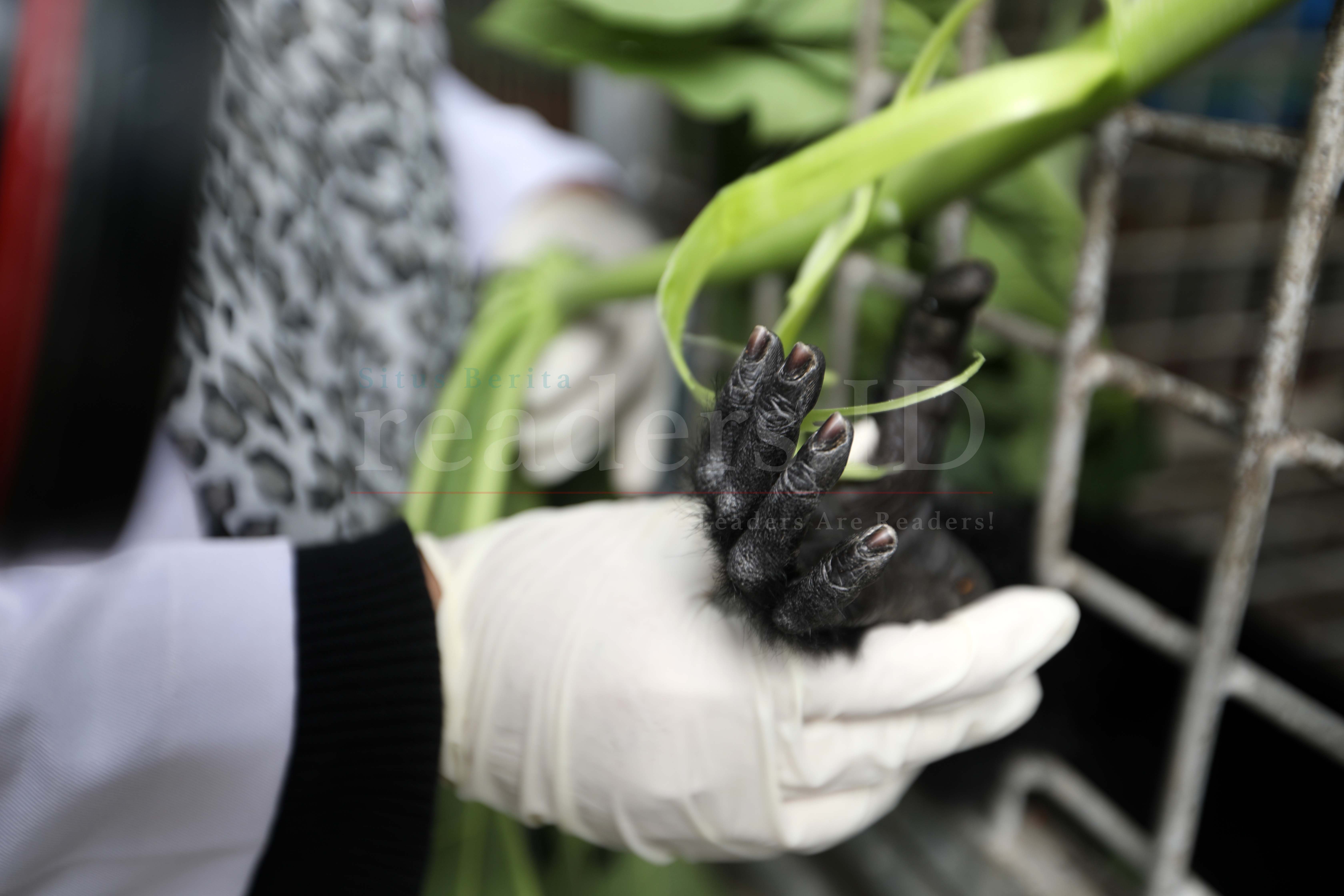 Foto Feature: Rehabilitasi Hewan Dilindungi