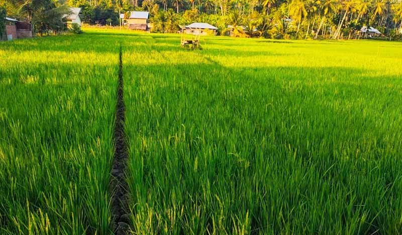 Aceh Utara Bantu Petani Bibit Unggul untuk Tingkatkan Produktivitas