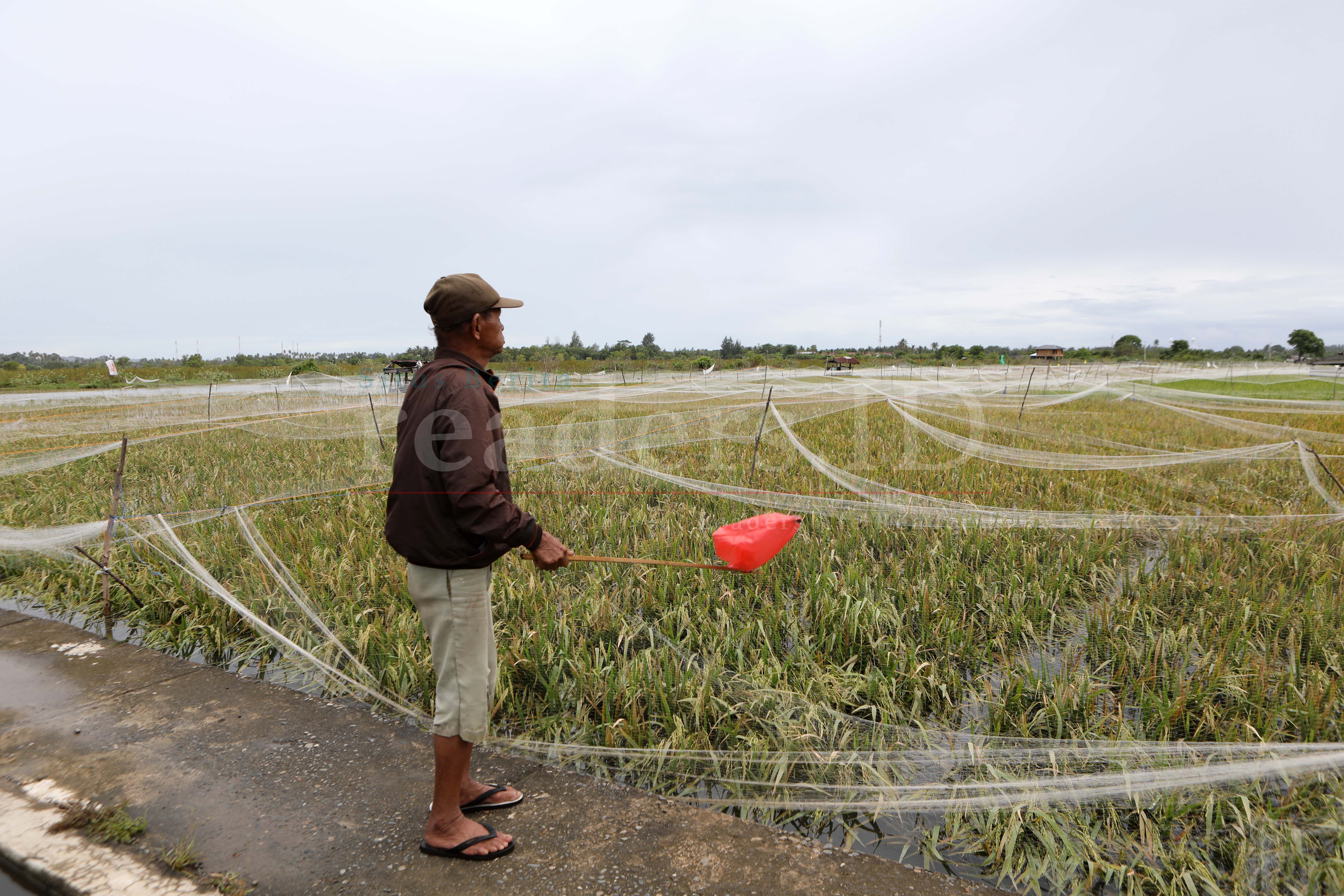 Aceh Tanam Padi Tiga Kali Setahun di Daerah Potensial