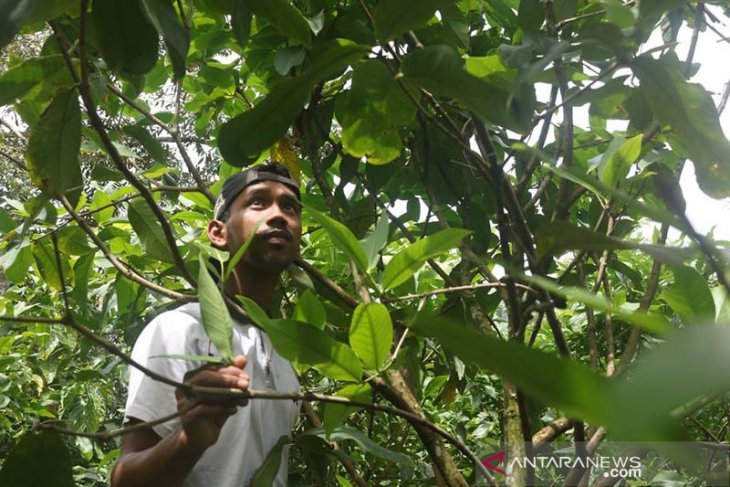 Kisah Pemuda Subulussalam Dulang Rupiah Dari Tabulampot