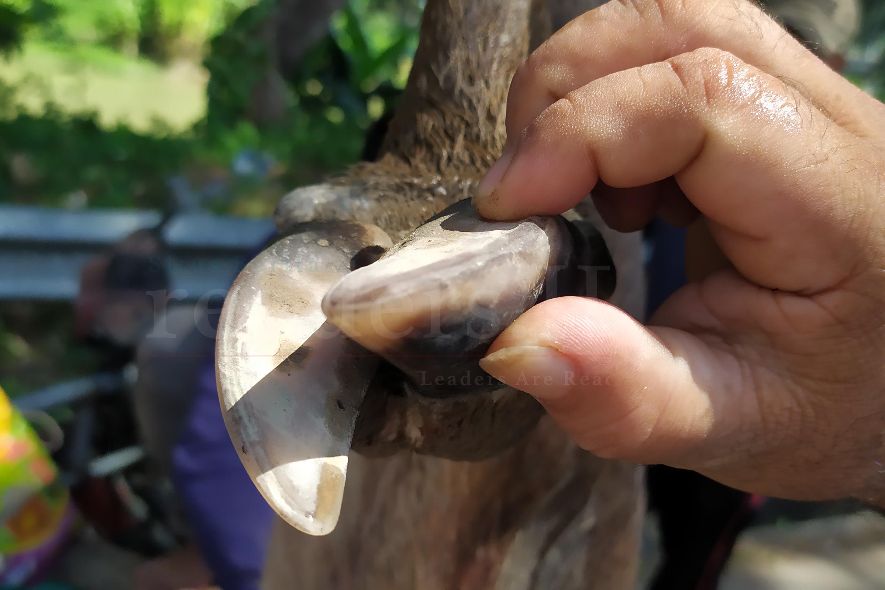 Foto Feature: Pedagang Daging Rusa