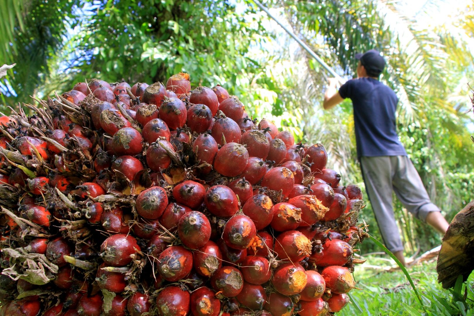 Pemerintah Aceh Telah Tetapkan Harga TBS Sawit